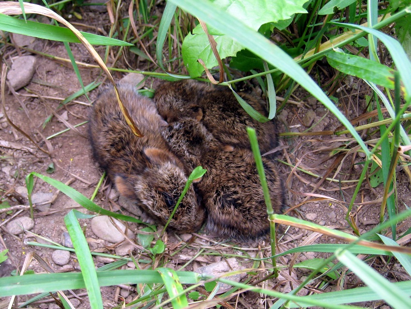 Baby rabbits in the cover crop